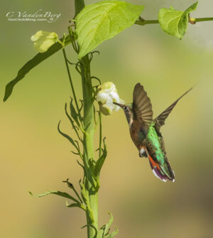 Hummingbird and Flower | photography, images, and art for hotels, office buildings, homes, restaurants, hospitals, and shopping malls