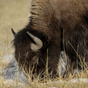 Bison Eating in the Snow | photography, images, and art for hotels, office buildings, homes, restaurants, hospitals, and shopping malls