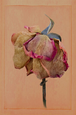 Old Rose | photography, images, and art for hotels, office buildings, homes, restaurants, hospitals, and shopping malls