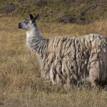 Llama | photography, images, and art for hotels, office buildings, homes, restaurants, hospitals, and shopping malls