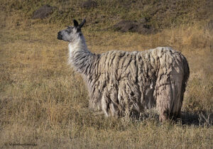 Llama | photography, images, and art for hotels, office buildings, homes, restaurants, hospitals, and shopping malls