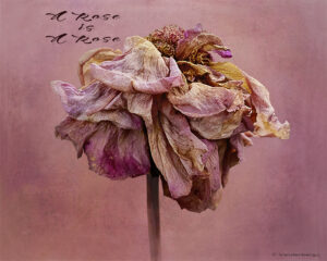 A Rose is a Rose | photography, images, and art for hotels, office buildings, homes, restaurants, hospitals, and shopping malls