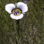 Mariposa Lily | photography, images, and art for hotels, office buildings, homes, restaurants, hospitals, and shopping malls