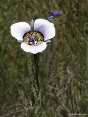 Mariposa Lily | photography, images, and art for hotels, office buildings, homes, restaurants, hospitals, and shopping malls