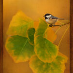 Bird and Aspen Leaves | photography, images, and art for hotels, office buildings, homes, restaurants, hospitals, and shopping malls