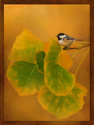 Bird and Aspen Leaves | photography, images, and art for hotels, office buildings, homes, restaurants, hospitals, and shopping malls