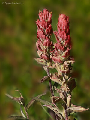 Paintbrush | photography, images, and art for hotels, office buildings, homes, restaurants, hospitals, and shopping malls