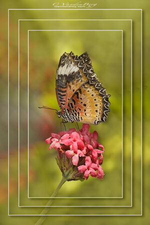 Layered Butterfly | photography, images, and art for hotels, office buildings, homes, restaurants, hospitals, and shopping malls