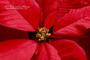 Red Poinsettia | photography, images, and art for hotels, office buildings, homes, restaurants, hospitals, and shopping malls
