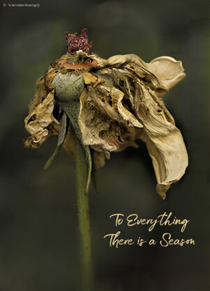 To Everything There is a Season | photography, images, and art for hotels, office buildings, homes, restaurants, hospitals, and shopping malls