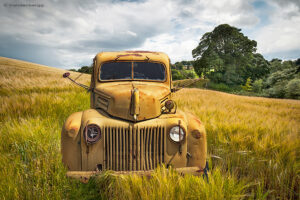 Yellow Truck in a Field | photography, images, and art for hotels, office buildings, homes, restaurants, hospitals, and shopping malls