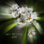 Apple Blossom | photography, images, and art for hotels, office buildings, homes, restaurants, hospitals, and shopping malls