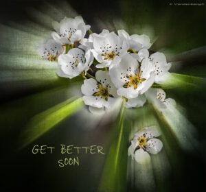 Apple Blossom | photography, images, and art for hotels, office buildings, homes, restaurants, hospitals, and shopping malls