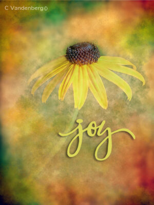 Daisy with Joy | photography, images, and art for hotels, office buildings, homes, restaurants, hospitals, and shopping malls