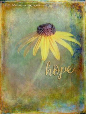 Daisy with Hope | photography, images, and art for hotels, office buildings, homes, restaurants, hospitals, and shopping malls