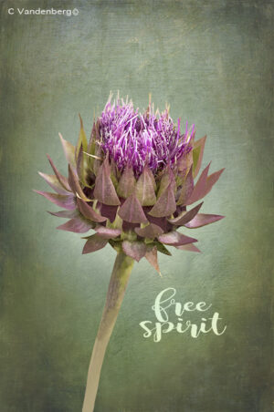 Thistle | photography, images, and art for hotels, office buildings, homes, restaurants, hospitals, and shopping malls