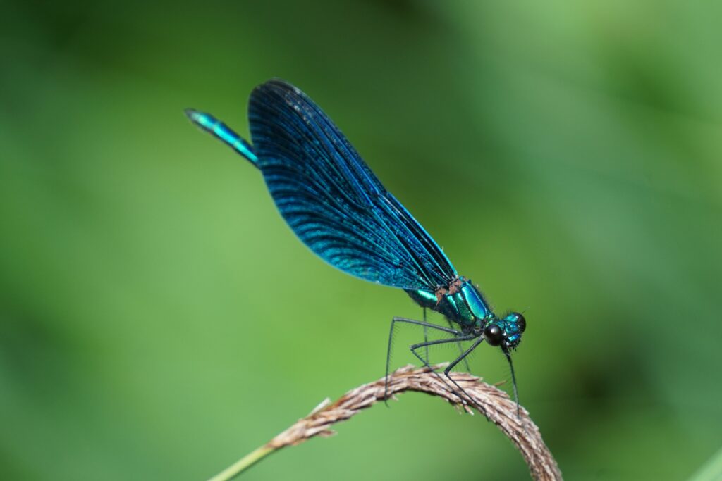Dragon fly | photography, images, and art for hotels, office buildings, homes, restaurants, hospitals, and shopping malls