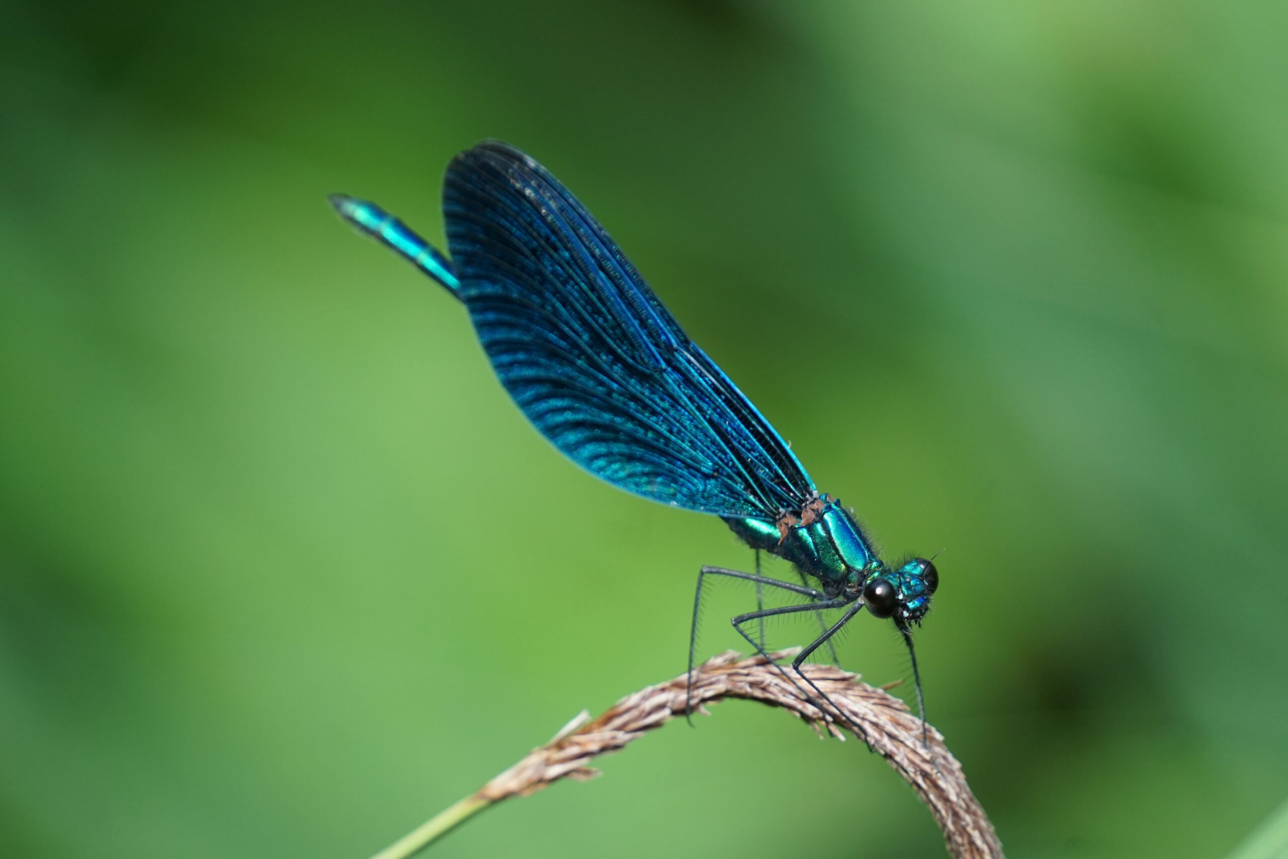 Dragon fly | photography, images, and art for hotels, office buildings, homes, restaurants, hospitals, and shopping malls