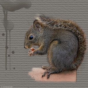 Squirrel | photography, images, and art for hotels, office buildings, homes, restaurants, hospitals, and shopping malls