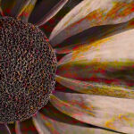 Sunflower | photography, images, and art for hotels, office buildings, homes, restaurants, hospitals, and shopping malls