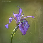 Wild Iris | photography, images, and art for hotels, office buildings, homes, restaurants, hospitals, and shopping malls