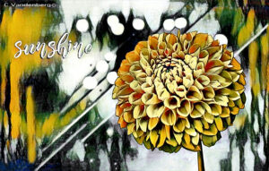 Zinnia | photography, images, and art for hotels, office buildings, homes, restaurants, hospitals, and shopping malls