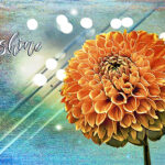 Zinnia | photography, images, and art for hotels, office buildings, homes, restaurants, hospitals, and shopping malls