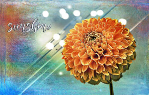 Zinnia | photography, images, and art for hotels, office buildings, homes, restaurants, hospitals, and shopping malls